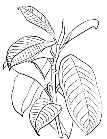 Indian Rubber Tree (Ficus Elastica) Coloring Page